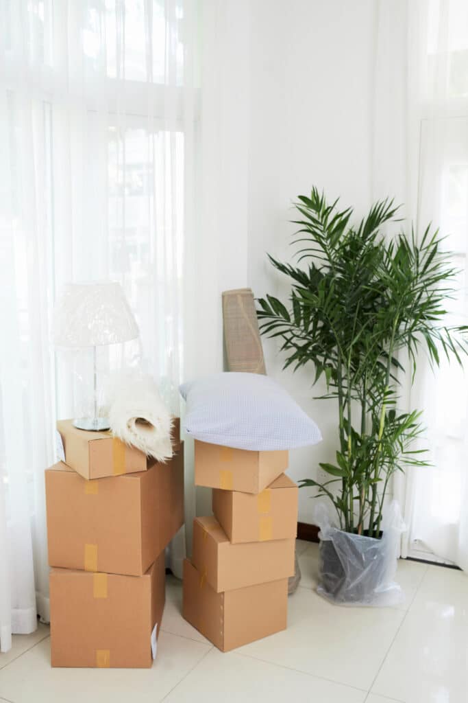 moving boxes beside plant